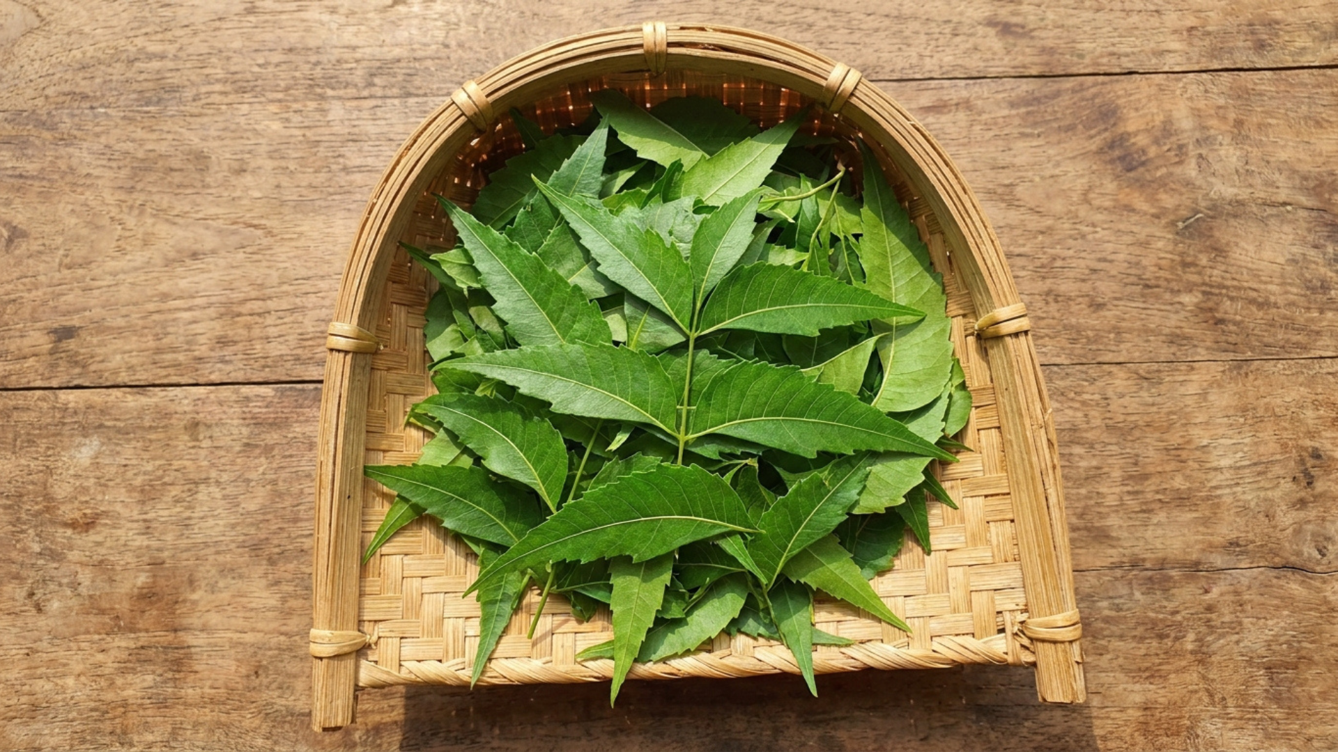 Daun semambu segar berwarna hijau diletakkan di dalam mangkuk kayu untuk merawat gatal kulit secara semulajadi.